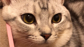 แมวเลี้ยงให้เชื่องไม่ได้จริงหรือ?