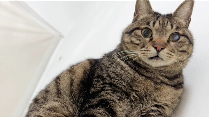 แมวตัวอ้วนเข้าไปในผ้าห่ม แล้วนั่งทับใส่แมวน้อยจนขยับไม่ได้ ทำเอาแมวน้อยโมโหจนใช้ปากจิกคนเลย!