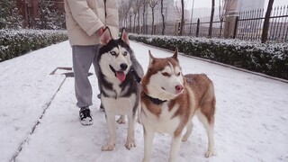 当哈士奇遇到雪，智商会变高吗