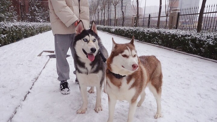 Animal | Huskies Playing In Snow