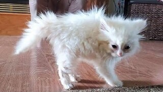 Funny animals - Funny cats / dogs - Funny animal videos 280