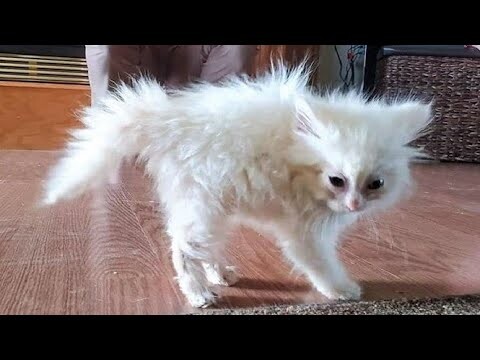 Funny animals - Funny cats / dogs - Funny animal videos 280