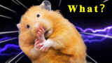 Peliharaan Imut|Konten Remix Hamster Jatuh