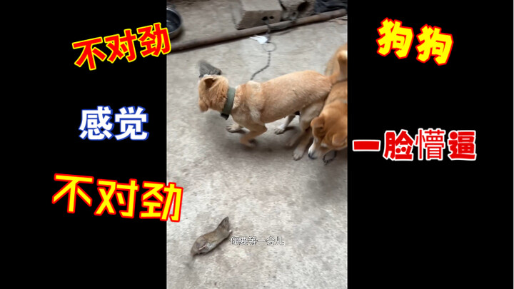 Dog: What just happened?