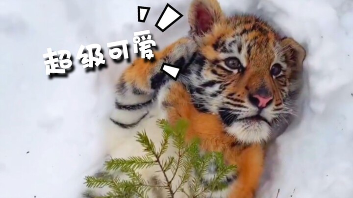 عزيزي سونغ، هل يمكنك أن تكون لطيفًا هذه المرة؟ لا تضربني مرة أخرى، حسنًا؟