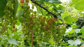 พาไปเก็บผักสลัดลูกเคอเร้นผลไม้ในสวนกันค่ะ Picking Currants in the Garden