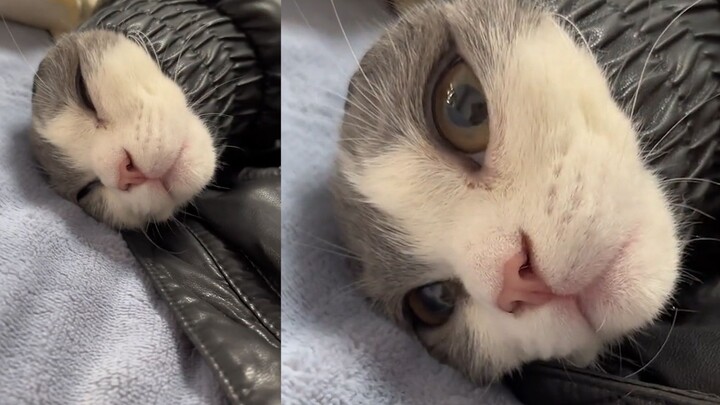 A woman spent ages looking for her cat but couldn’t find it. When she looked down at her clothes, sh