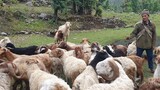 FROM SUJAN VAI'S SHEEP FARM |  ONE DAY WITH SHEPHERD IN NEPAL | सुजन भाईको भेडिगोठबाट ।