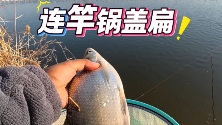 ฝาหม้อแบนป่วนรัง