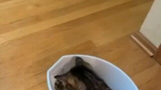 CAT 😺