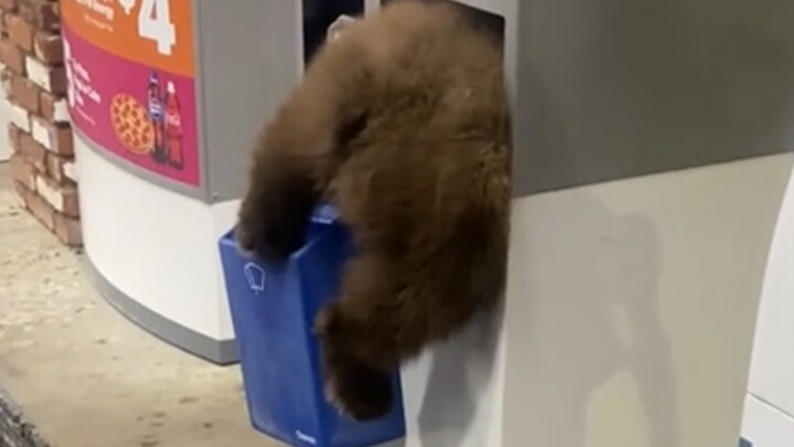 Beruang itu terjebak, siapa yang nggak mau manfaatin kesempatan buat mengelusnya?