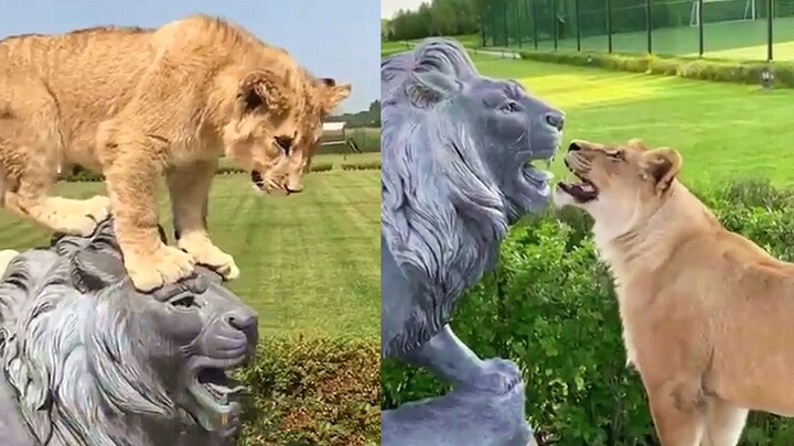 The little lioness mistook the “stone lion” for her boyfriend.