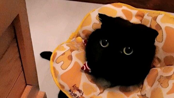 When other people's cats' paws are put in water, the water turns black. But when my cat's paws are p