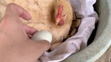 Vlogger Memberikan Telur Yang Sudah Dierami 20 Hari Pada Induk Ayam