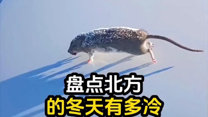 People from the south can't possibly understand just how cold winters are in the north—absolutely mi