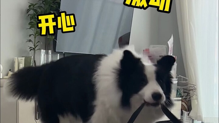 The sounds dog owners dare not make at home.