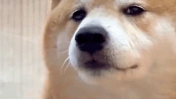 Turns out you can actually get that automatically renewed 💰 charge refunded!