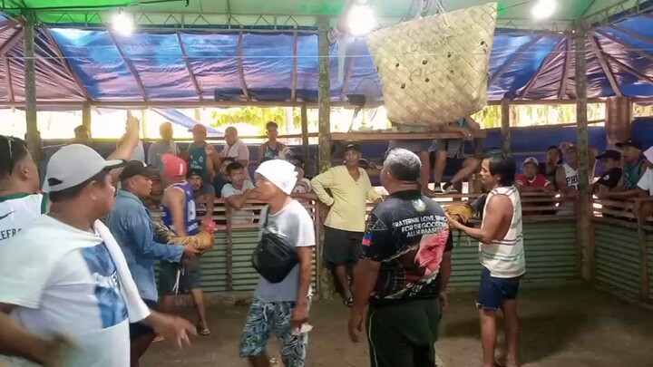 Super native bulik VS super hiraw, panalo super native nqtin mga boss