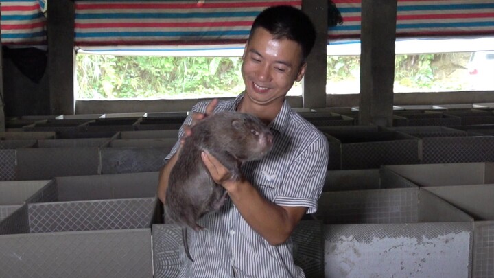 Huanong Brothers: Many fans asked where the bamboo rat Xiaofen went? Let's take everyone to see it.
