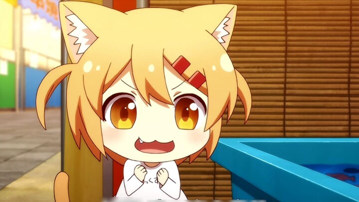 Cat Daily Life