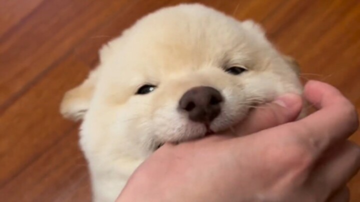 “ลูกหมาแม้จะซุกซน แต่ก็น่ารักนะ!”