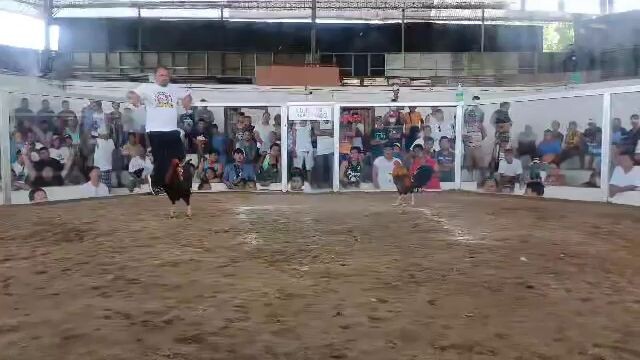 cock fighting