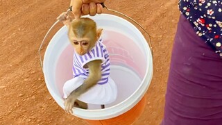 OMG...Grandma Put Baby Monkey Maya Inside The Tank Hidden Dog When She Go To Get Mango At Farm