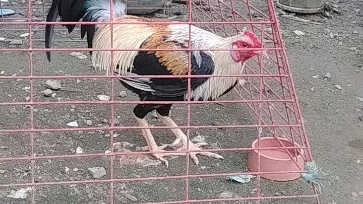 # pakain Mona Tayo Ng mga pang laban sa 1..