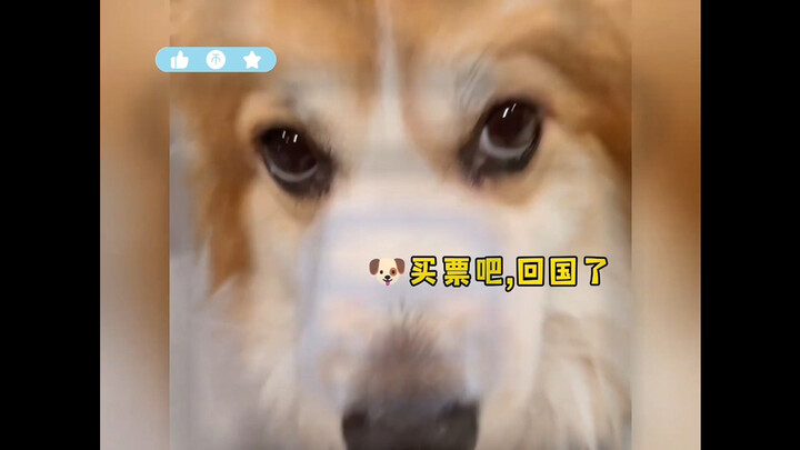 Dog: Seriously, I can't even.