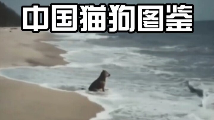 Chinese Cat and Dog Illustrated