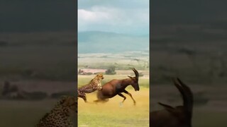 Fast and Furious Animal Battle Competition Wild Animals at Close Range