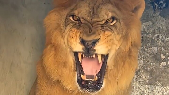 The Lion Protecting Its Food