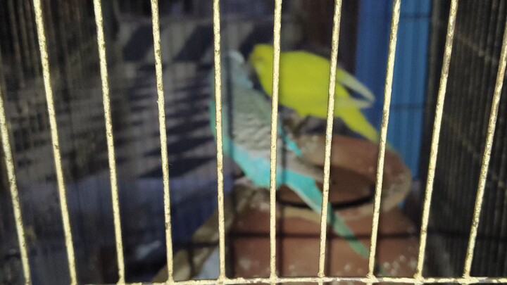 পাখি কি সুন্দর কথা বলে