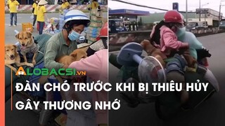 Hình ảnh đàn chó trước khi bị thiêu hủy gây thương nhớ ở Cà Mau