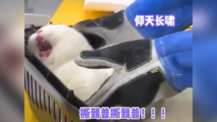 หมั่นโถวแป้งขาวไร้น้ำตาลสุดกรี๊ด