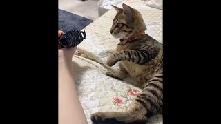 FUNNIEST ANIMAL'S VIDEOS COMPILATION 😂