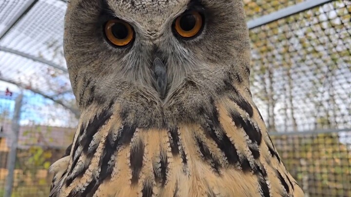 Yoll confessed to all her crimes.