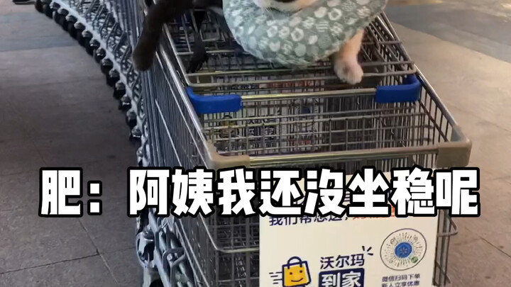 Kucing: Aku sudah jadi si manis di mal ini!