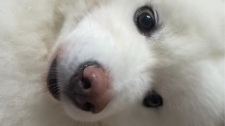 Looks just like your girlfriend when she’s mad!