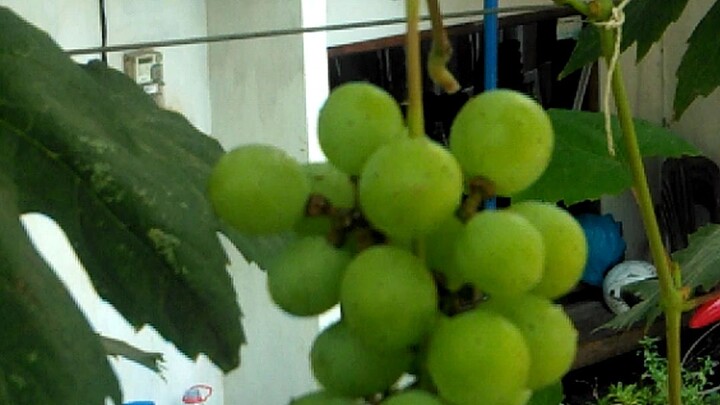 Vidio yang lain ada di YouTube Samsuri grape