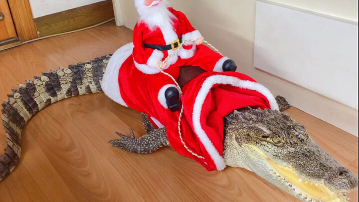 Di keluarga siapa yang masih mengendarai rusa kutub tradisional pada Natal?