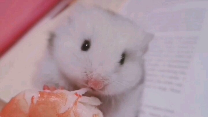 Perbedaan makan udang saat kecil dengan makan udang saat dewasa