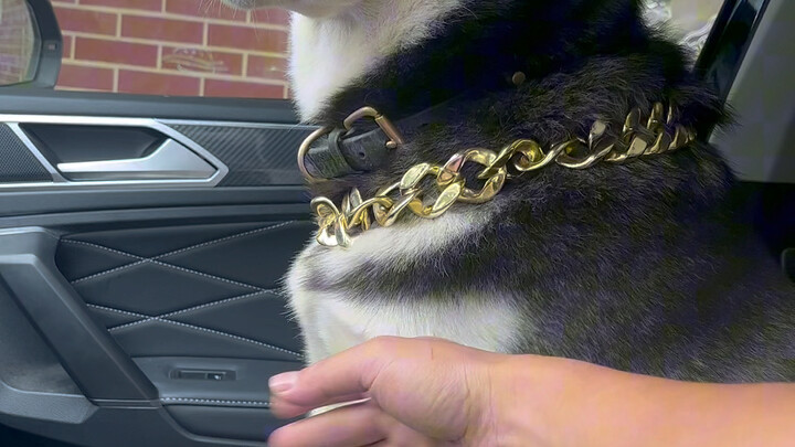 Put your hand in front of the dogs and see how these cute pups will react!
