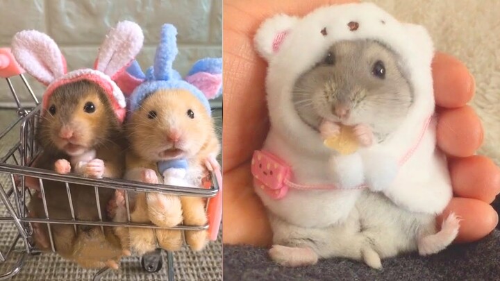 Chuột hamster 🐭 ngộ nghĩnh, ham ăn và đáng yêu 2020 P1 l funny, greedy and lovely hamster 2020 P1