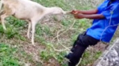 This sly guy, what’s he planning to do to the sheep?