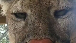 Why do cats like to suck their fingers?