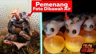 Ini Foto Terbaik Dari Bawah Laut yang Bakal Susah Terulang