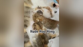 Đổi tên gì đây MN ơiii huhu mèo cat huanhoahong😅