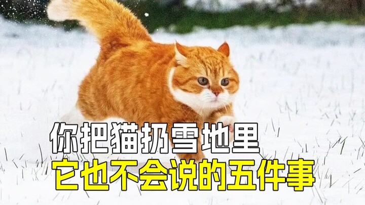 6 Pantangan Merawat Kucing di Musim Dingin! Poin ke-3 Benar-Benar Membuat Hati Teriris 😭