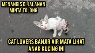 Allahu Akbar Anak Kucing Menangis Di Tengah Jalan Karena Ada Yang Menabraknya Minta Tolong Di Obati.